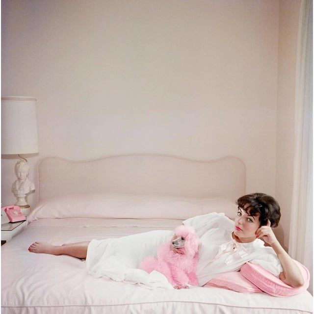 Joan Collins Relaxes Film star Joan Collins relaxes with her pink poodle on her pink bed. (Photo by Slim Aarons) Slim...