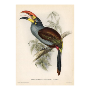 1950s, Mountain Toucan Print, Tropical Bird Print by John Gould, Original Vintage Bird Print, Color Lithograph, Germany