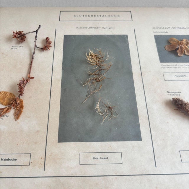 Blue Herbarium Flower Pollination, Germany, 1950s For Sale - Image 8 of 11