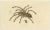Mygale Fasciata, 1833, Paper For Sale - Image 3 of 7