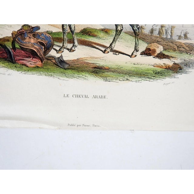 Antique circa 1840's hand colored Arabian horse etching by Edouard Travies (1809-1870) France. Book plate titled Le Cheval...