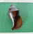 Vintage Large Carved Ironwood Conch Shell Sculpture Objects, a Pair For Sale - Image 15 of 16