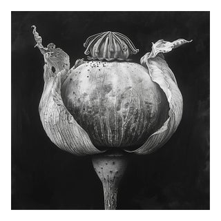Poppy Pod Head No. 5 - Black and White Botanical Floral Photograph Print | Karl Blossfeldt | Unframed For Sale