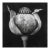 Poppy Pod Head No. 5 - Black and White Botanical Floral Photograph Print | Karl Blossfeldt | Unframed For Sale