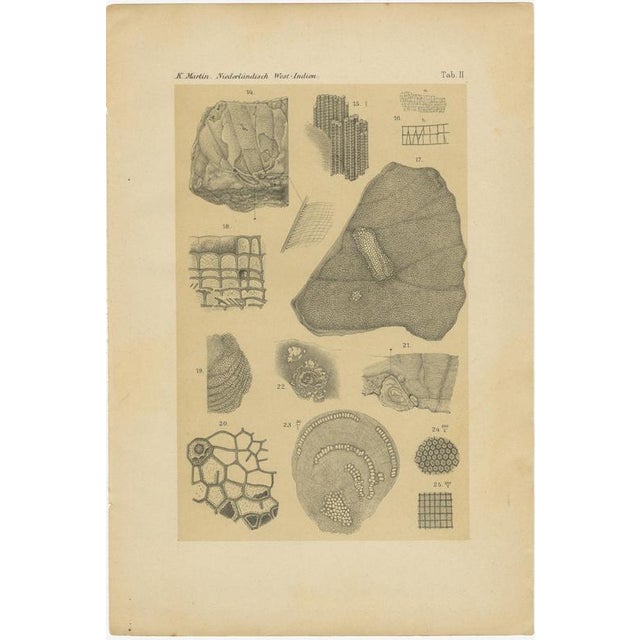 After Karl Martin, Caribbean Coral & Fossils, Lithographs, 1888, Set of 2 For Sale - Image 3 of 9