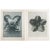 1930s 1935 Karl Blossfeldt Photogravure N63-64 For Sale - Image 5 of 10