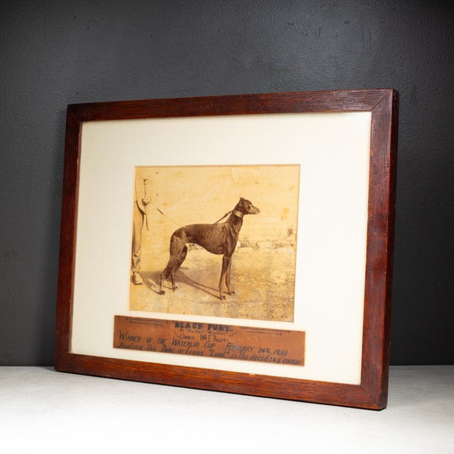 Victorian Antique 1899 Waterloo Cup Greyhound Racing Photograph–"Black Fury"–Framed For Sale - Image 3 of 5