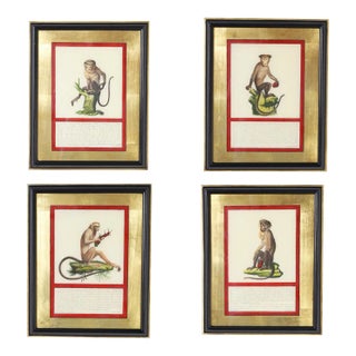 Set of Four Hand Colored Monkey Prints For Sale