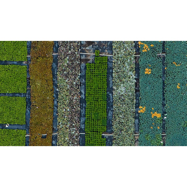 "AV_California_Plants_009" Contemporary Limited Edition Fine Art Photograph by Bernhard Lang For Sale - Image 4 of 4