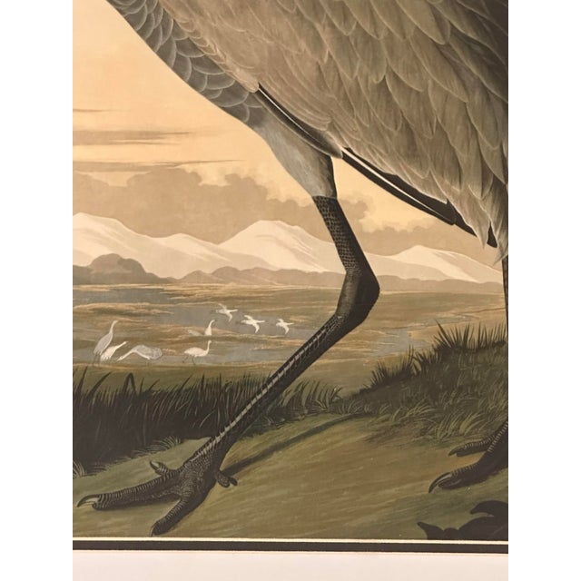 Late 20th Century Late 20th Century Pair of Framed Prints After John James Audubon - Seaside Finch and 261 Sandhill Crane For Sale - Image 5 of 11