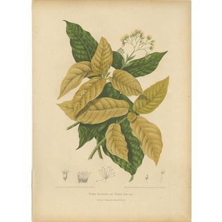 Hoola van Nooten, White Birdcatcher Tree, 1880, Chromolithograph For Sale