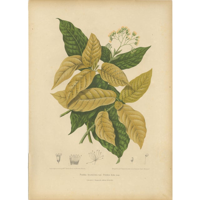 Hoola van Nooten, White Birdcatcher Tree, 1880, Chromolithograph For Sale
