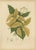 Hoola van Nooten, White Birdcatcher Tree, 1880, Chromolithograph For Sale