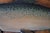 1977 Signed Carved Wood Trout Wall Sculpture, Attributed to Terry Hague For Sale - Image 11 of 18