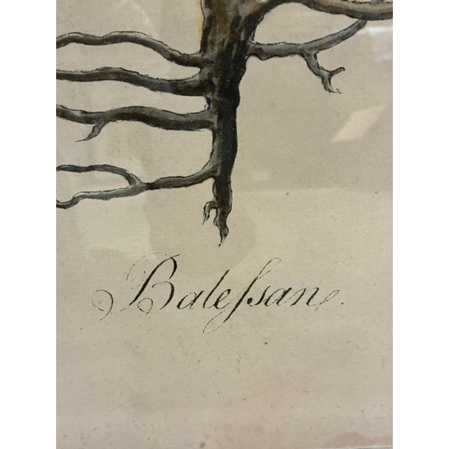 Early 21st Century Natural Curiosities “Balefsan” Bruce’s Travels Botanical Tree Print, Framed For Sale - Image 5 of 9