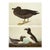 1966 Vintage Cottage Print "Dusky Albatros & Great Auk" After John James Audubon For Sale