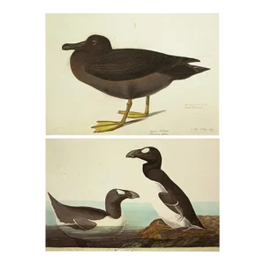 1966 Vintage Cottage Print "Dusky Albatros & Great Auk" After John James Audubon