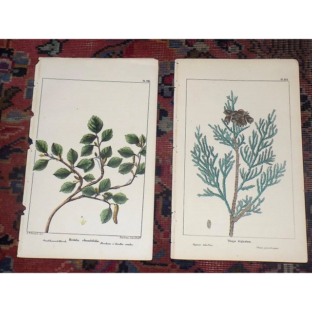 This set of seven (7) hand colored lithographs depicting leaves of North American trees from 1852. Period color. Printed...