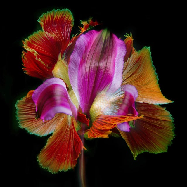 "Kaleidoscope 25" Contemporary Botanical Color Photograph with a Betta Fish For Sale