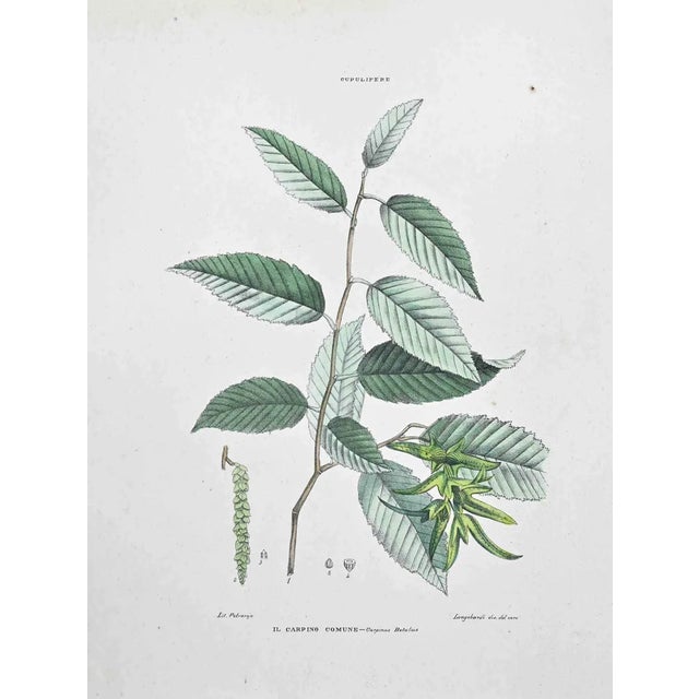 Vincenzo Tenore, The Common Hornbeam, Lithograph, 1870s For Sale