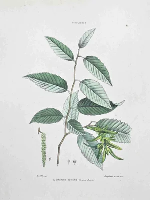 Vincenzo Tenore, The Common Hornbeam, Lithograph, 1870s