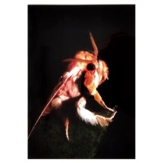 A.H., Nature Image, 1990, Photographic Print For Sale