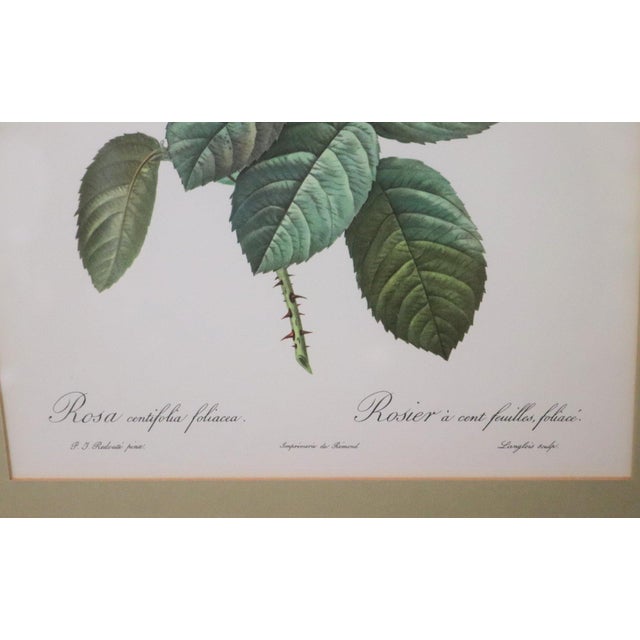 Mid 20th Century Large Framed Pierre-Joseph Redouté "Rosa Centifolia Foliacea" Botanical Reproduction Print For Sale - Image 4 of 5