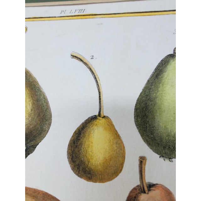 Green Vintage Hand Painted Botanical Lithograph Print Pears - Breant Sculp - L. B. Del - Matted For Sale - Image 8 of 13