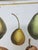 Green Vintage Hand Painted Botanical Lithograph Print Pears - Breant Sculp - L. B. Del - Matted For Sale - Image 8 of 13
