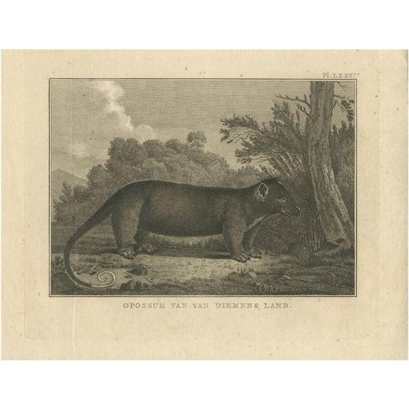 James Cook, Opossum, 1803, Paper For Sale - Image 6 of 6