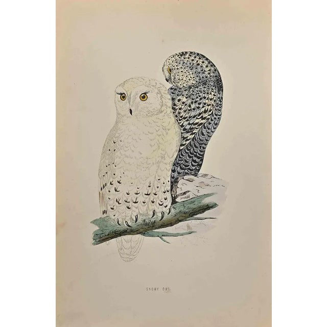 Snowy Owl a modern artwork realized in 1870 by the British artist Alexander Francis Lydon (1836-1917) . Woodcut print,...
