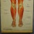Antique Foldable Anatomical Wall Chart Depicting Human Musculature For Sale - Image 4 of 10