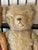 Cute Antique Teddy Bears Collection With Bench For Sale - Image 9 of 9