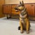 Italian Made Hand Painted and Glazed Terra Cotta Near Life Size German Shepherd For Sale - Image 9 of 13
