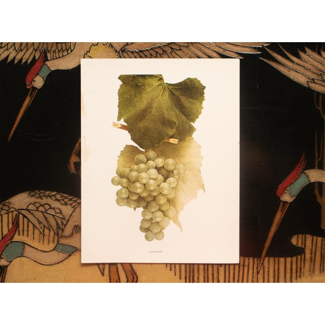 1900s U. P. Hedrick, Original Antique Photogravure of Colerain Grapes For Sale In Dallas - Image 6 of 7