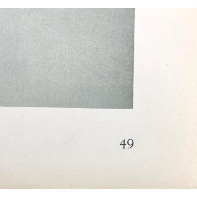 1940s Framed Vintage Botanical Blossfeldt Print - No. 49 For Sale - Image 5 of 6