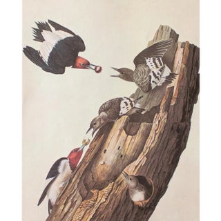 1966 Vintage Farmhouse Cottage Print "Red-Headed Woodpecker" After John James Audubon For Sale