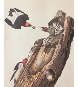 1966 Vintage Farmhouse Cottage Print "Red-Headed Woodpecker" After John James Audubon