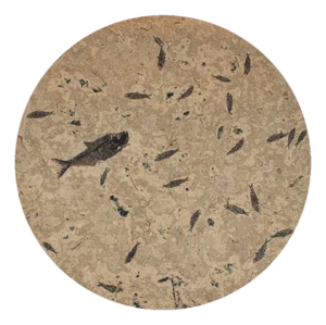 50 Million Year Old Fossil Fish Dining Table, Green River Formation, Wyoming
