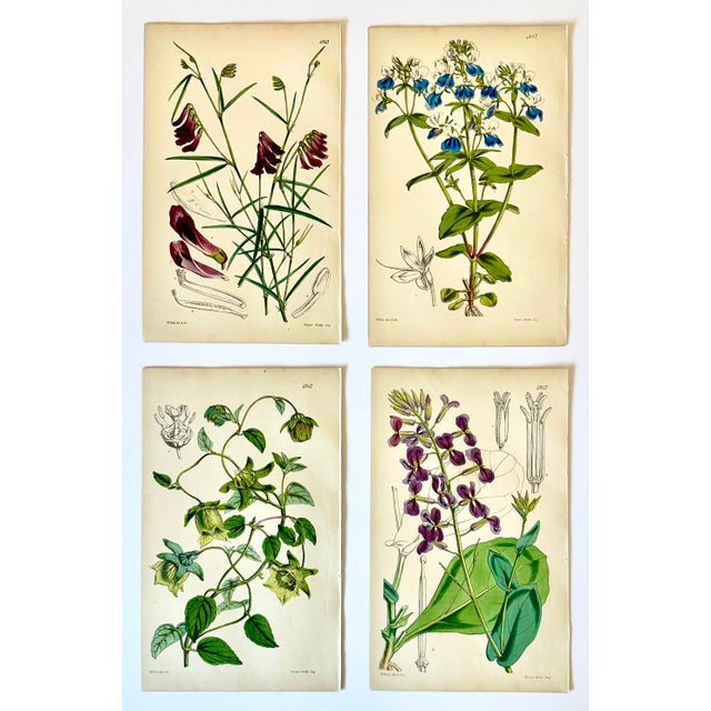 Mid 19th Century Orobus, Blue Eyed Mary, Ginseng & Honesty Botanical Engravings by William Curtis, 1856 (Set of 4) For Sale - Image 5 of 6