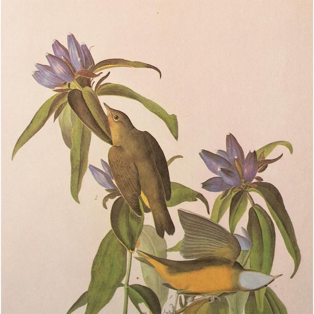 Farmhouse 1966 Vintage Farmhouse Cottage Print "Connecticut Warbler" After John James Audubon For Sale - Image 3 of 7