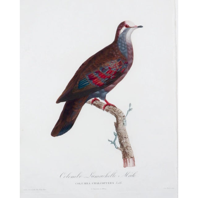 French Madame Pauline Knip Engravings of a Pigeon, Plate 8 For Sale - Image 3 of 4