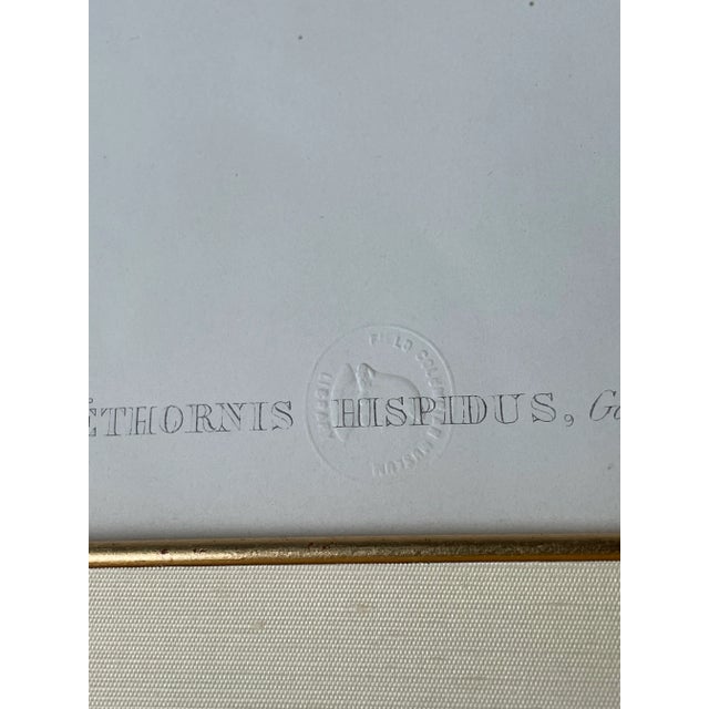 Traditional Framed John Gould Hairy Hermit Rare Phaethornis Hispidus 19th Century Print, Plate 22, With Field Columbian Museum Seal For Sale - Image 3 of 3