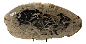 Live Edge Petrified Wood H