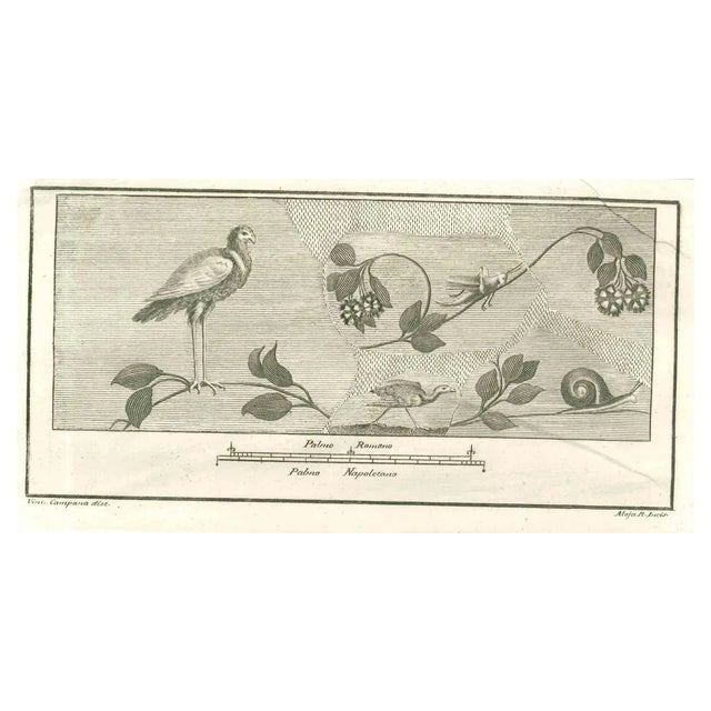 Vincenzo Campana, Birds Pompeian Fresco, Etching, 18th Century For Sale