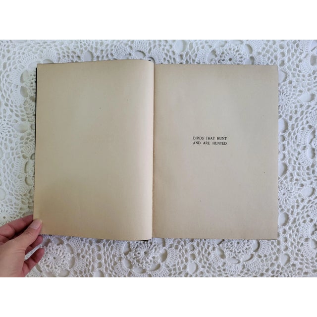 Illustration 1904 Edition of Birds That Hunt & Are Hunted by Neltje Blanchan For Sale - Image 3 of 12