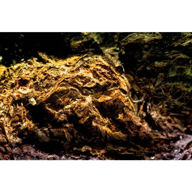 Macro photography - Giclée print on archival Hahnemühle paper 308 gsm Finest Quality - Archival properties with lasting up...