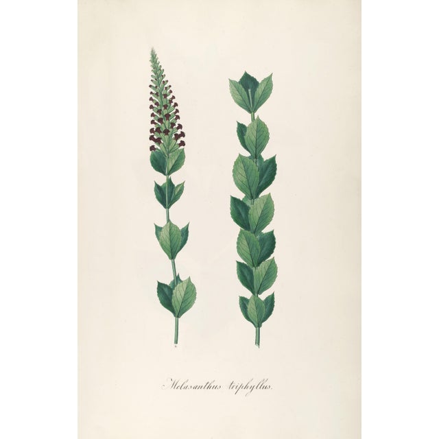 Antique Botanical Set of 6, Early 19th Century Reproduction Prints For Sale In Los Angeles - Image 6 of 10