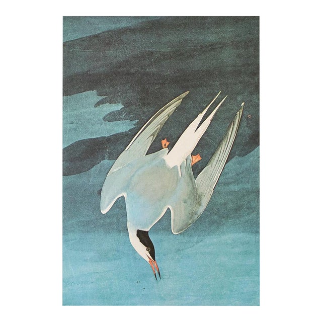 1966 Arctic Tern After John J. Audubon, Cottage Style Print For Sale