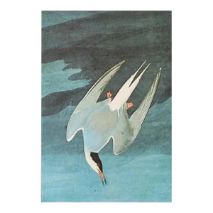 1966 Arctic Tern After John J. Audubon, Cottage Style Print